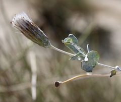 Brickellia incana