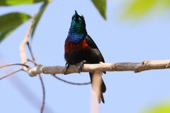 Cinnyris erythrocercus