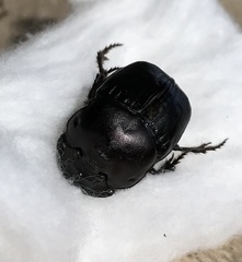 Phanaeus triangularis