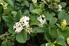 Ligustrum