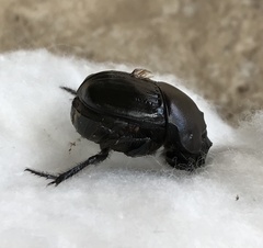 Phanaeus triangularis
