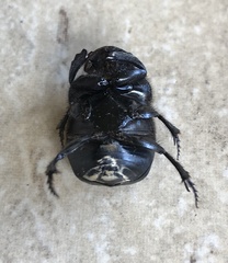 Phanaeus triangularis