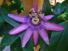 Passiflora