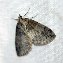 Hydriomena impluviata