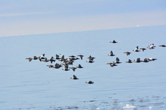 Somateria spectabilis