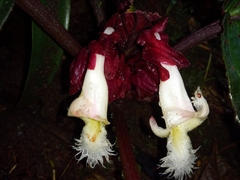 Drymonia turrialvae