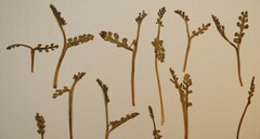 Botrychium spathulatum