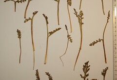 Botrychium spathulatum