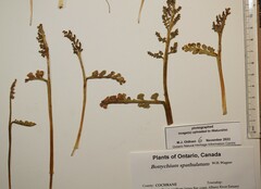 Botrychium spathulatum
