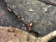 Macrotermes annandalei