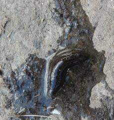 Erpobdella octoculata