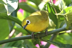 Zosterops stuhlmanni