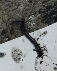 Erpobdella octoculata