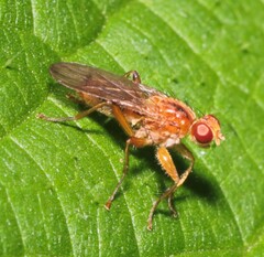 Norellisoma spinimanum