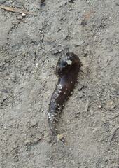 Erpobdella octoculata