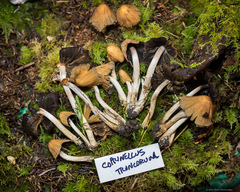 Coprinellus truncorum