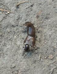 Erpobdella octoculata