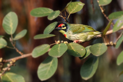 Psilopogon haemacephalus