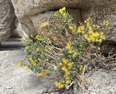 Ericameria cuneata spathulata