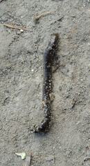 Erpobdella octoculata