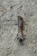 Erpobdella octoculata