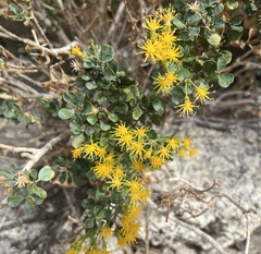 Ericameria cuneata spathulata