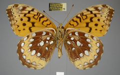 Speyeria cybele pseudocarpenteri