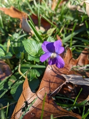 Viola sororia