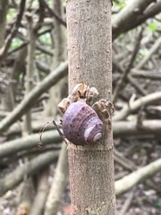 Coenobita