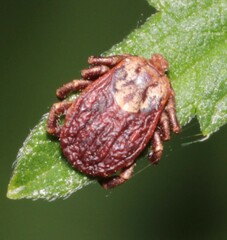 Dermacentor marginatus