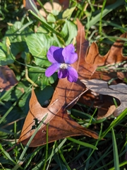 Viola sororia