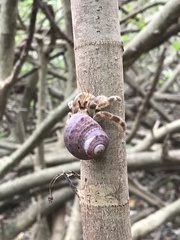Coenobita
