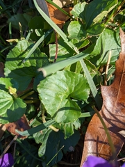 Viola sororia