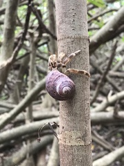 Coenobita
