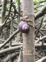 Coenobita