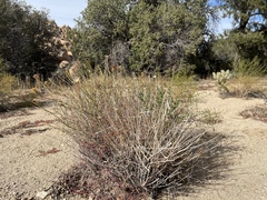 Adenophyllum cooperi