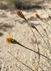 Adenophyllum cooperi