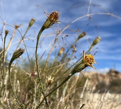 Adenophyllum cooperi