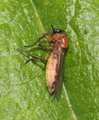Dilophus