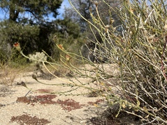 Adenophyllum cooperi