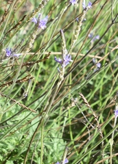 Lavandula
