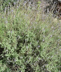 Lavandula
