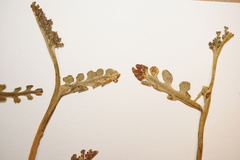 Botrychium spathulatum