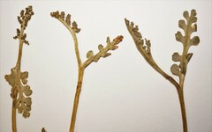 Botrychium spathulatum