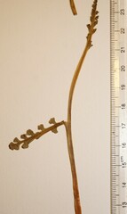 Botrychium spathulatum