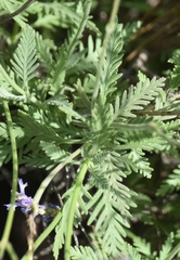 Lavandula
