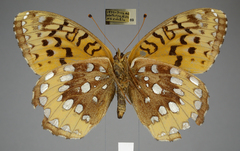 Speyeria cybele pseudocarpenteri