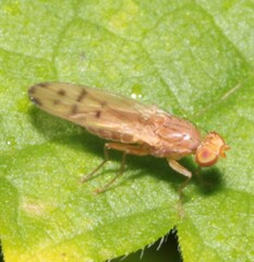 Opomyza florum