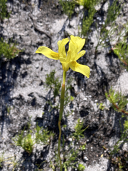 Moraea neglecta
