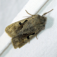 Orthosia gothica
